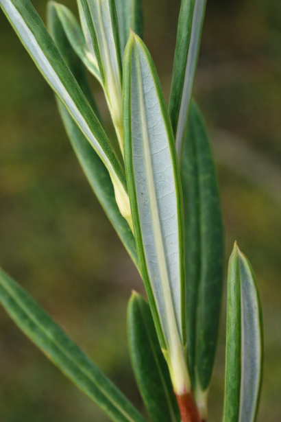 Андромеда багатолиста Компакта нижня сторона листка